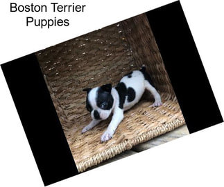 Boston Terrier Puppies