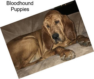 Bloodhound Puppies