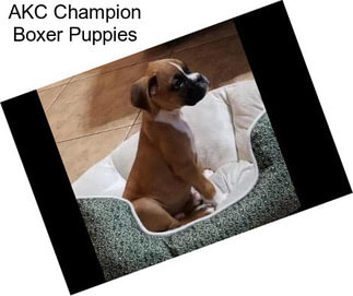 AKC Champion Boxer Puppies