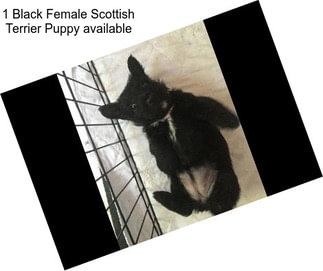 1 Black Female Scottish Terrier Puppy available