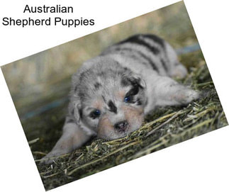 Australian Shepherd Puppies