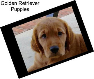 Golden Retriever Puppies