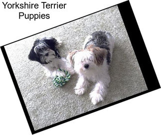 Yorkshire Terrier Puppies