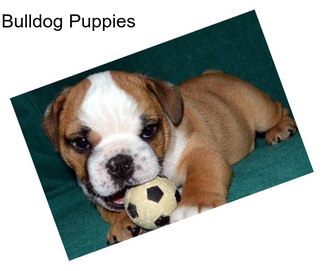 Bulldog Puppies