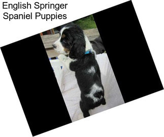 English Springer Spaniel Puppies