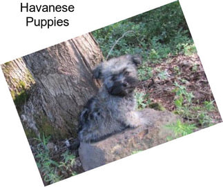 Havanese Puppies