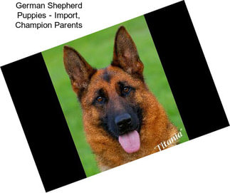 German Shepherd Puppies - Import, Champion Parents