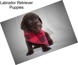 Labrador Retriever Puppies