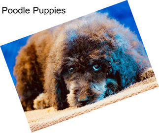 Poodle Puppies