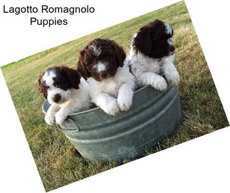 Lagotto Romagnolo Puppies