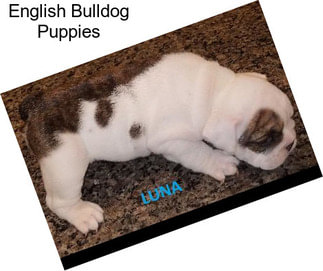 English Bulldog Puppies