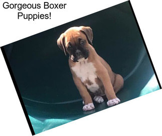 Gorgeous Boxer Puppies!