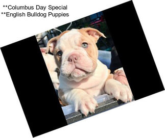 **Columbus Day Special **English Bulldog Puppies