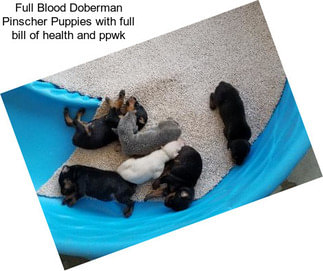 Full Blood Doberman Pinscher Puppies with full bill of health and ppwk