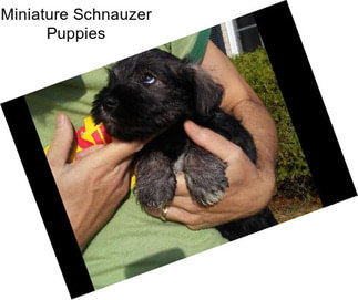 Miniature Schnauzer Puppies