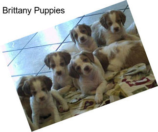 Brittany Puppies