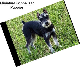 Miniature Schnauzer Puppies