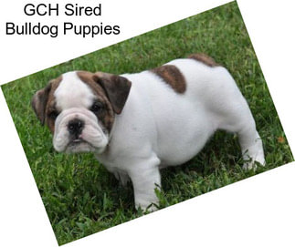 GCH Sired Bulldog Puppies