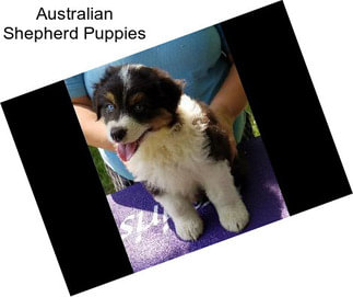 Australian Shepherd Puppies