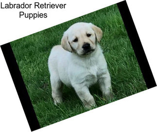 Labrador Retriever Puppies