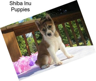 Shiba Inu Puppies