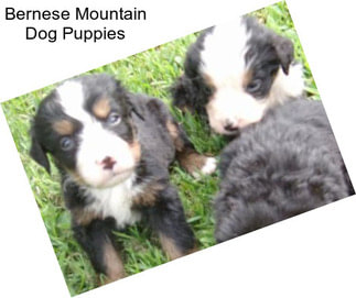 Bernese Mountain Dog Puppies