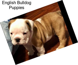 English Bulldog Puppies