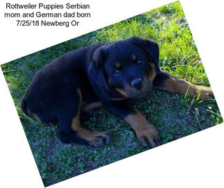 Rottweiler Puppies Serbian mom and German dad born 7/25/18 Newberg Or