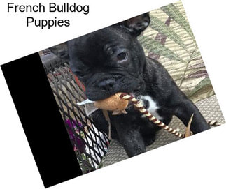 French Bulldog Puppies