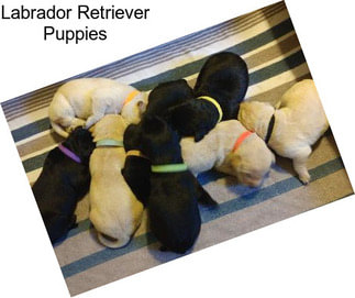 Labrador Retriever Puppies