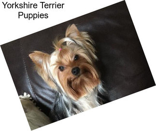 Yorkshire Terrier Puppies