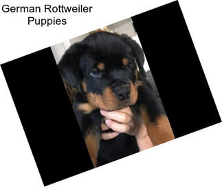 German Rottweiler Puppies