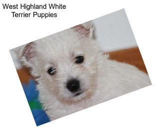 West Highland White Terrier Puppies