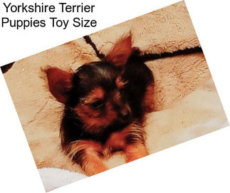 Yorkshire Terrier Puppies Toy Size