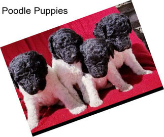 Poodle Puppies