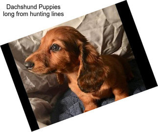 Dachshund Puppies long from hunting lines