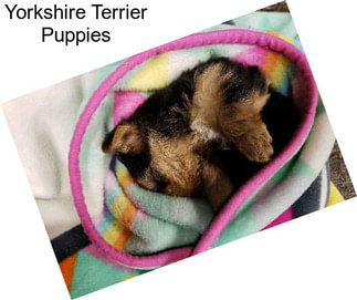 Yorkshire Terrier Puppies