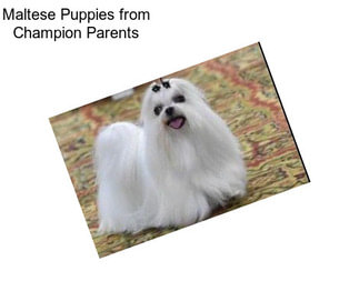 Maltese Puppies from Champion Parents