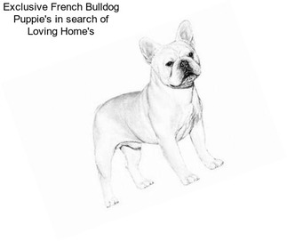 Exclusive French Bulldog Puppie\'s in search of Loving Home\'s