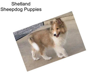 Shetland Sheepdog Puppies