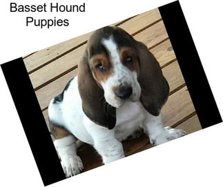 Basset Hound Puppies