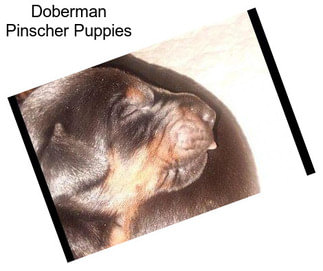 Doberman Pinscher Puppies