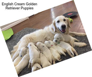 English Cream Golden Retriever Puppies