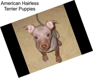 American Hairless Terrier Puppies