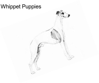 Whippet Puppies