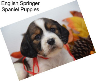 English Springer Spaniel Puppies