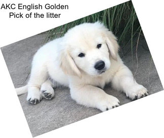 AKC English Golden Pick of the litter