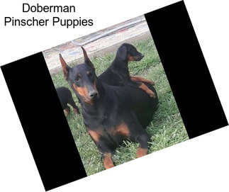 Doberman Pinscher Puppies