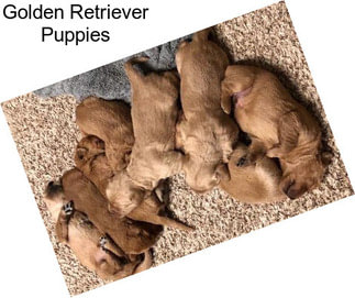 Golden Retriever Puppies