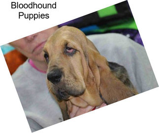 Bloodhound Puppies